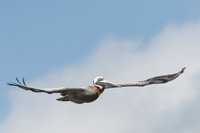 Brown pelican (Pelecanus occidentalis), Sian Ka'an, Yucatan, Mex