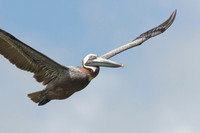 Brown pelican (Pelecanus occidentalis), Sian Ka'an, Yucatan, Mex