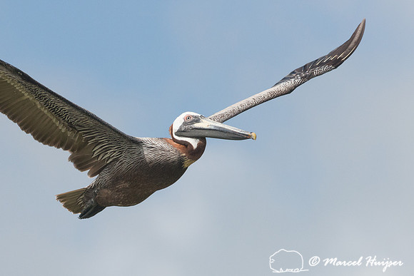 Brown pelican (Pelecanus occidentalis), Sian Ka'an, Yucatan, Mex