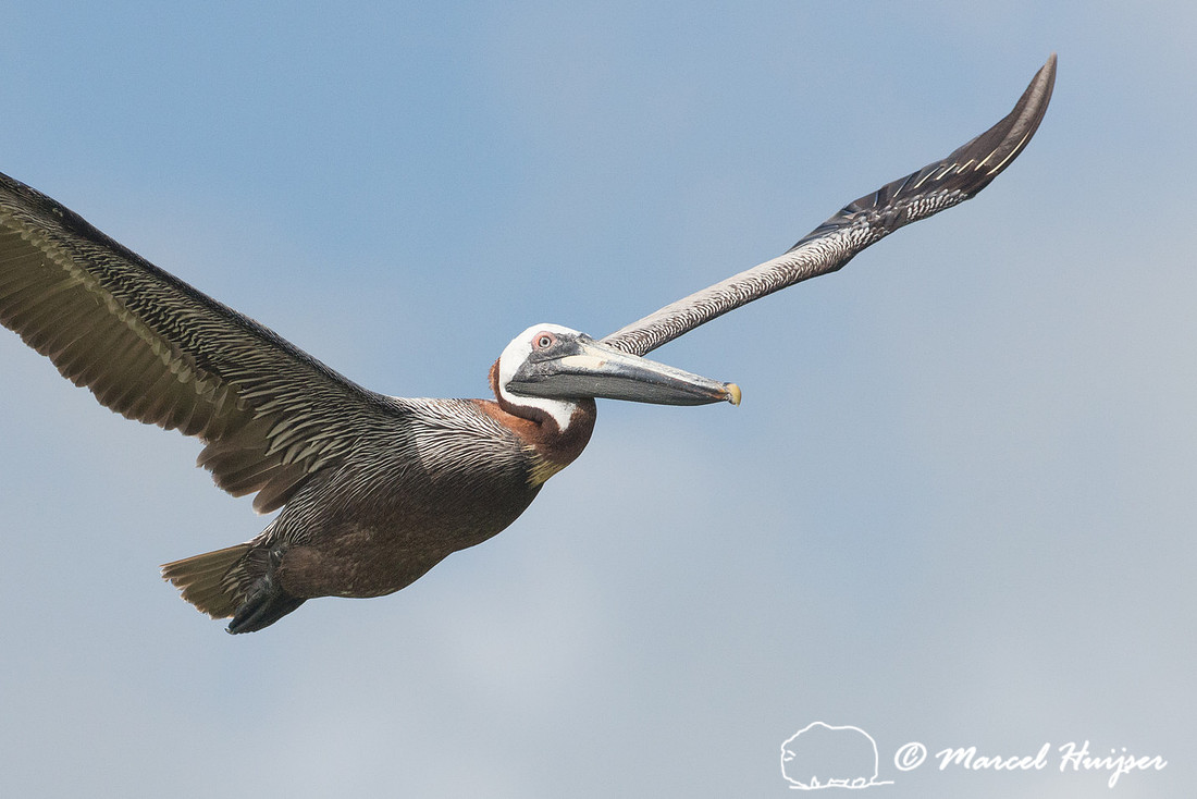 Brown pelican (Pelecanus occidentalis), Sian Ka'an, Yucatan, Mex
