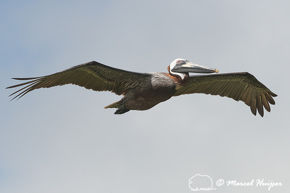 Brown pelican (Pelecanus occidentalis), Sian Ka'an, Yucatan, Mex