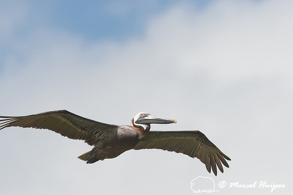 Brown pelican (Pelecanus occidentalis), Sian Ka'an, Yucatan, Mex