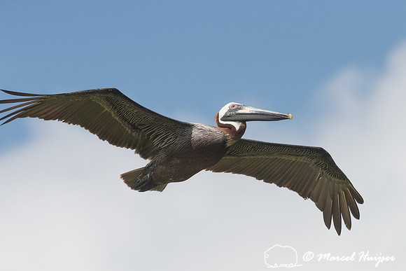 Brown pelican (Pelecanus occidentalis), Sian Ka'an, Yucatan, Mex