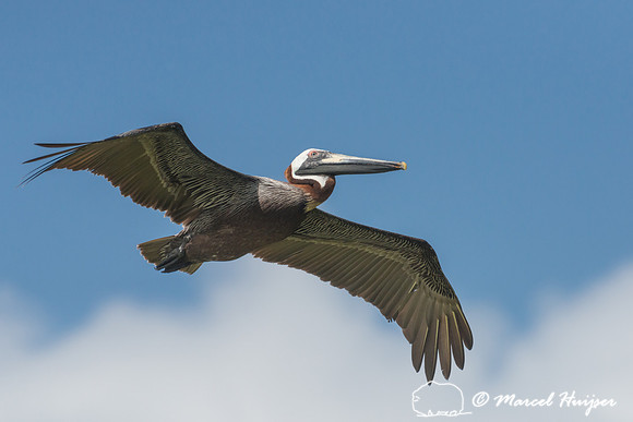 Brown pelican (Pelecanus occidentalis), Sian Ka'an, Yucatan, Mex