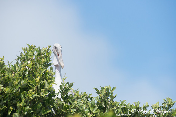 Brown pelican (Pelecanus occidentalis), Sian Ka'an, Yucatan, Mex