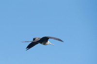 Magnificent frigatebird (Fregata magnificens), Sian Ka'an, Yucat