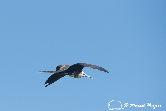 Magnificent frigatebird (Fregata magnificens), Sian Ka'an, Yucat
