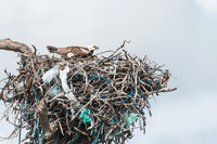 Osprey (Pandion haliaetus), Sian Ka'an, Yucatan, Mexico