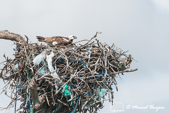Osprey (Pandion haliaetus), Sian Ka'an, Yucatan, Mexico