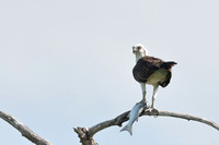 Osprey (Pandion haliaetus), Sian Ka'an, Yucatan, Mexico