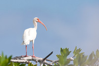 American white ibis (Eudocimus albus), Sian Ka'an, Yucatan, Mexi