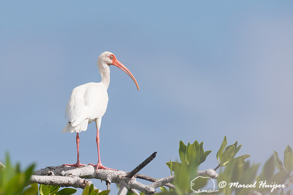 American white ibis (Eudocimus albus), Sian Ka'an, Yucatan, Mexi