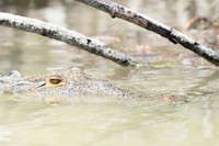 Crocodylus acutus (American crocodile), Sian Ka'an, Yucatan, Mex