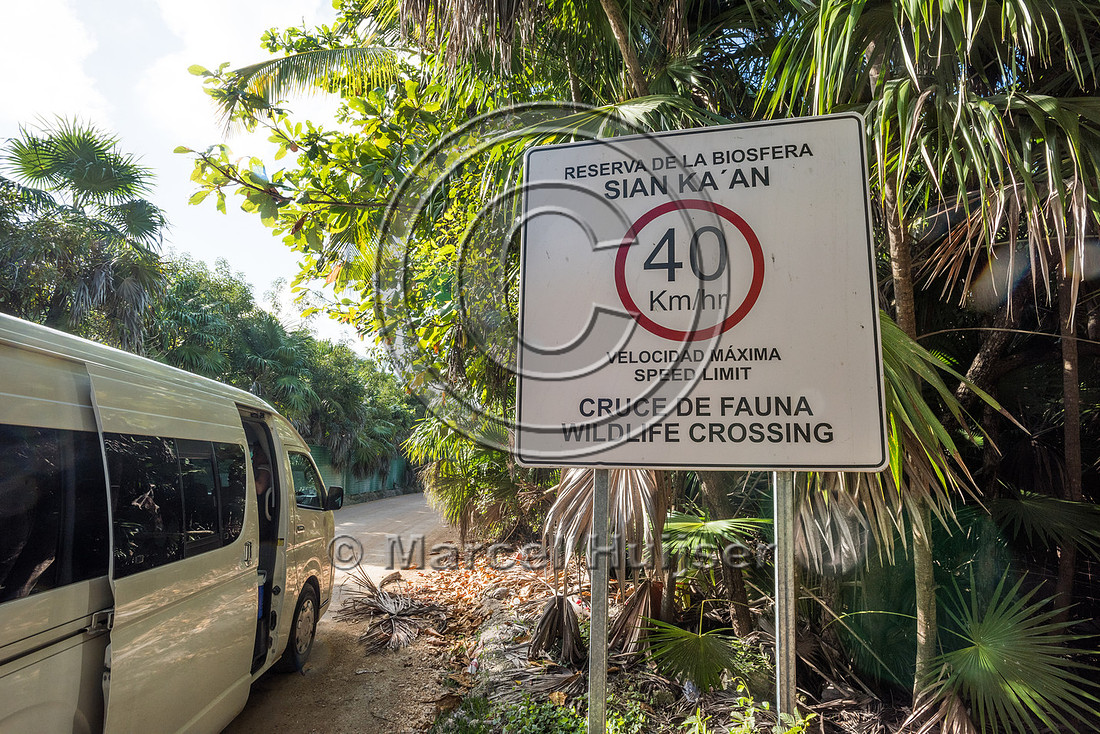 Maximum speed limit sign 40 km per h because of wildlife crossin