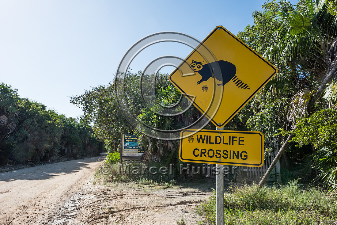 Wildlife warning sign for raccoon (Procyon lotor), Sian Ka'an, Y