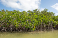 Mangroves, Sian Ka'an, Yucatan, Mexico
