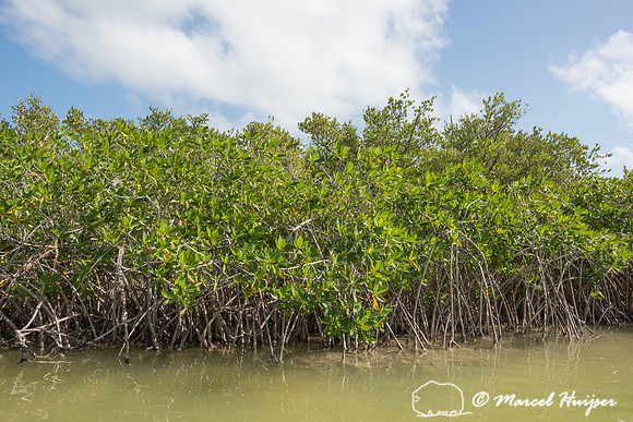 Mangroves, Sian Ka'an, Yucatan, Mexico