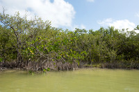 Mangroves, Sian Ka'an, Yucatan, Mexico