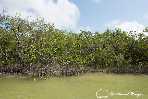 Mangroves, Sian Ka'an, Yucatan, Mexico