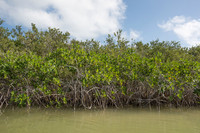 Mangroves, Sian Ka'an, Yucatan, Mexico