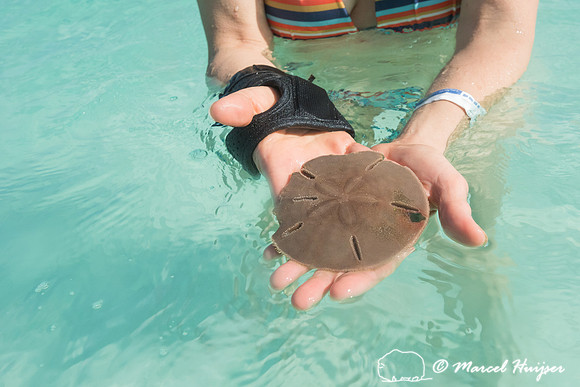 Bethanie Walder found a sand dollar, Sian Ka'an, Yucatan, Mexico