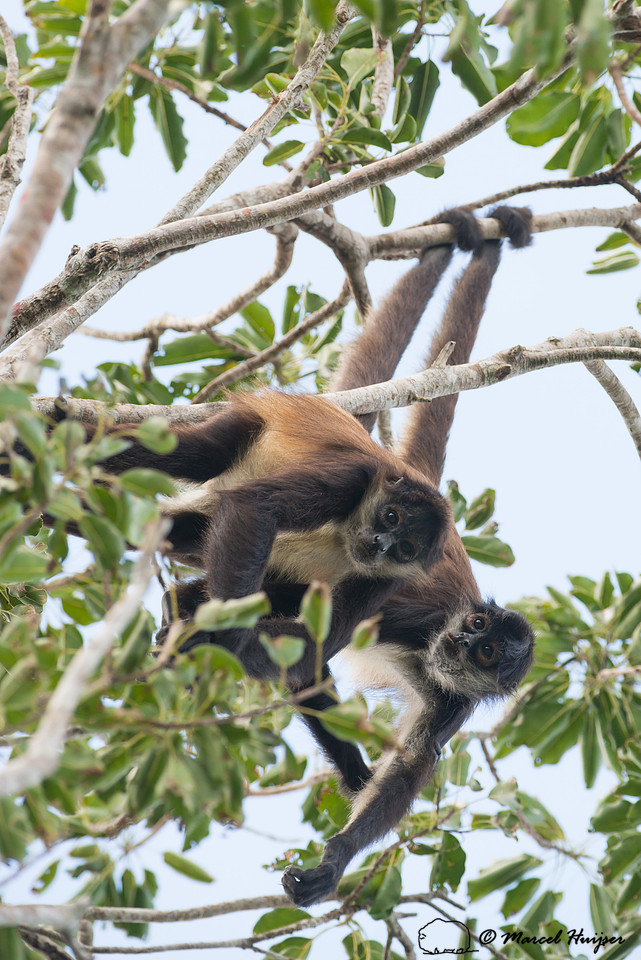 Yucatán Spider Monkey (Ateles geoffroyi ssp. yucatanensis)