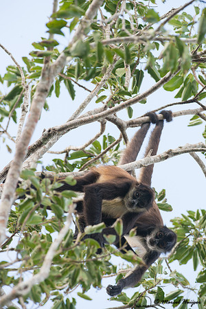 Yucatán Spider Monkey (Ateles geoffroyi ssp. yucatanensis)