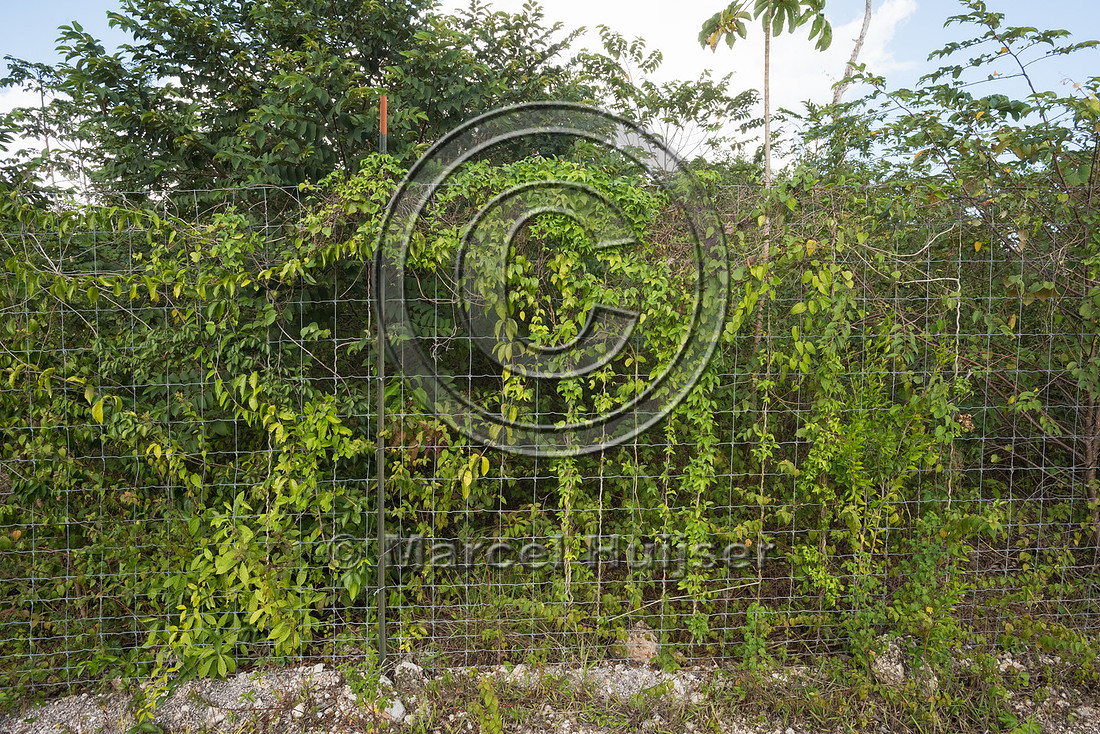 Wildlife fence with vines along Nuevo Xcan-Playa Del Carmen high