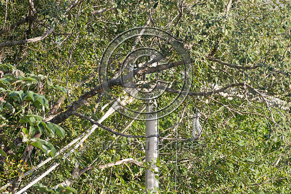 Canopy crossing for arboreal mammals, Nuevo Xcan-Playa Del Carme