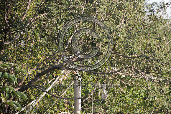 Canopy crossing for arboreal mammals, Nuevo Xcan-Playa Del Carme