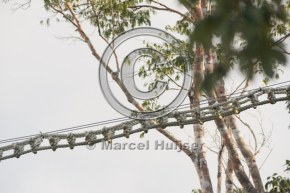 Canopy crossing for arboreal mammals, Nuevo Xcan-Playa Del Carme