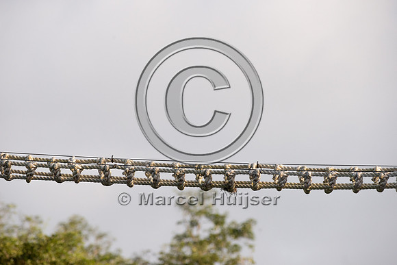 Canopy crossing for arboreal mammals, Nuevo Xcan-Playa Del Carme