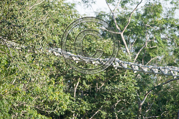 Canopy crossing for arboreal mammals, Nuevo Xcan-Playa Del Carme