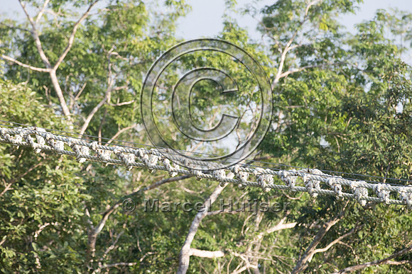 Canopy crossing for arboreal mammals, Nuevo Xcan-Playa Del Carme