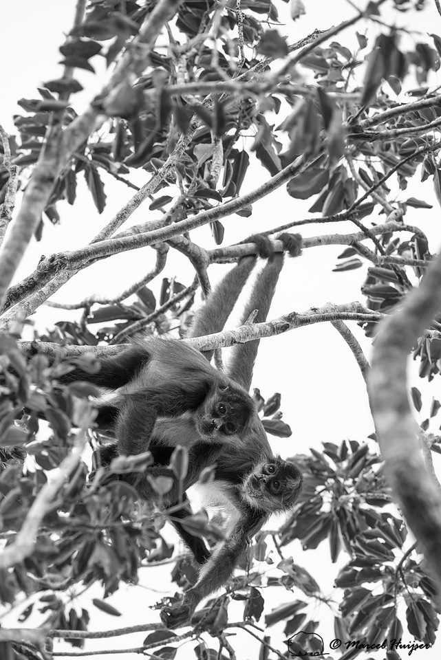 Yucatán Spider Monkey (Ateles geoffroyi ssp. yucatanensis)
