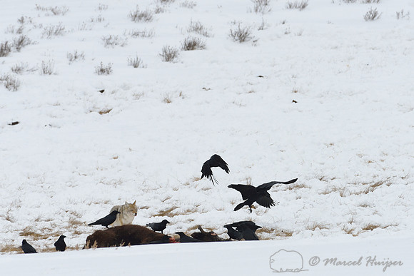 Coyote (Canis latrans) approaching bison carcass, Wyoming, USA