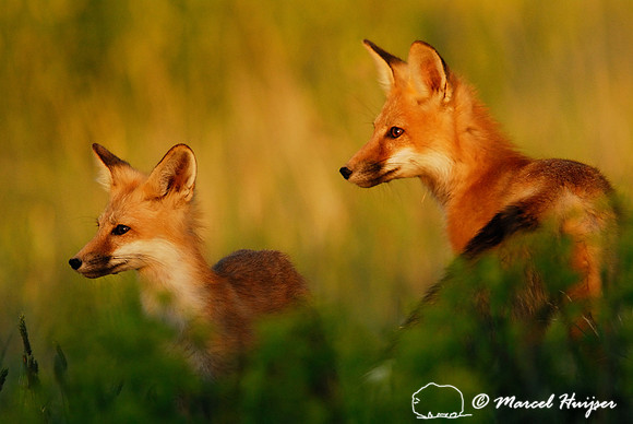 Portrait of red fox (Vulpes vulpes) kits in golden light, Montana, USA