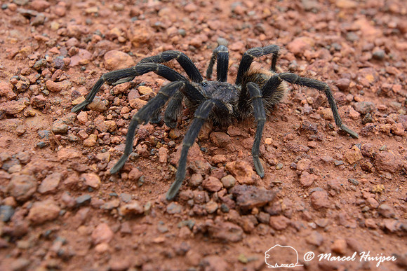 Spider, Parque Nacional Serra da Canastra, Minas Gerais, Brazil