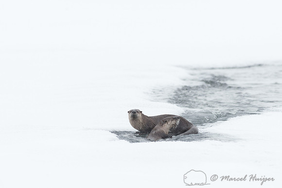 Northern river otter (Lontra canadensis), Wyoming, USA