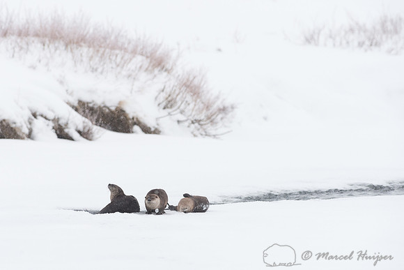 Northern river otter (Lontra canadensis), Wyoming, USA