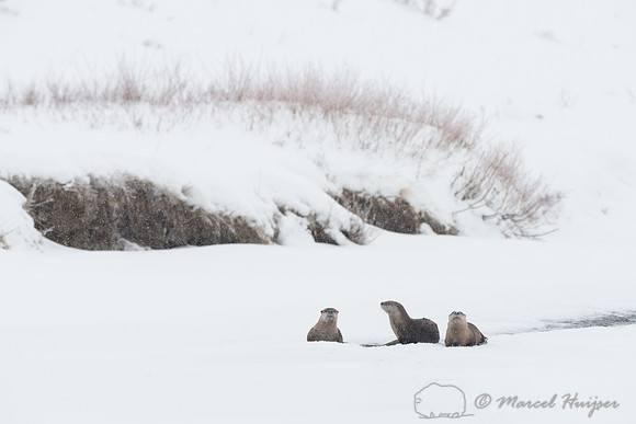 Northern river otter (Lontra canadensis), Wyoming, USA