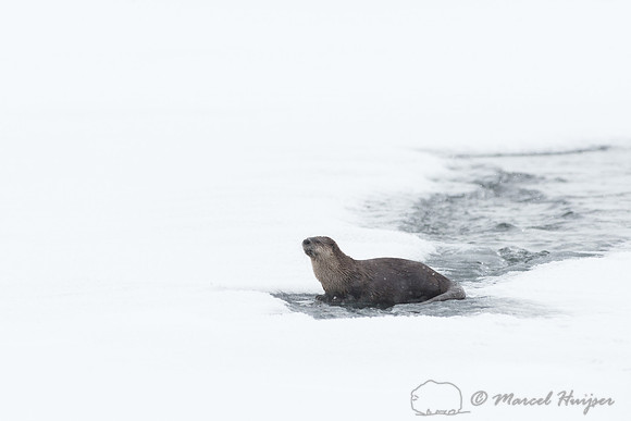 Northern river otter (Lontra canadensis), Wyoming, USA