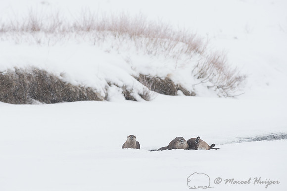 Northern river otter (Lontra canadensis), Wyoming, USA