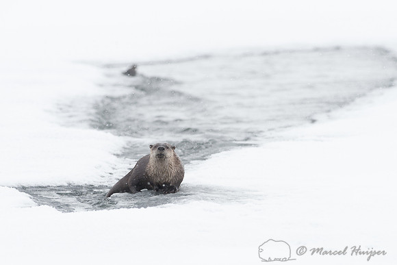 Northern river otter (Lontra canadensis), Wyoming, USA