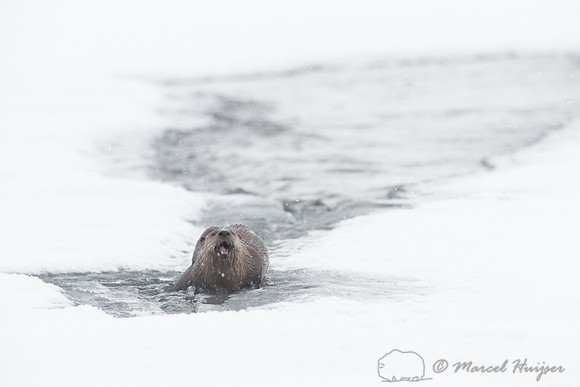 Northern river otter (Lontra canadensis), Wyoming, USA