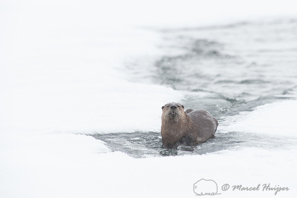 Northern river otter (Lontra canadensis), Wyoming, USA