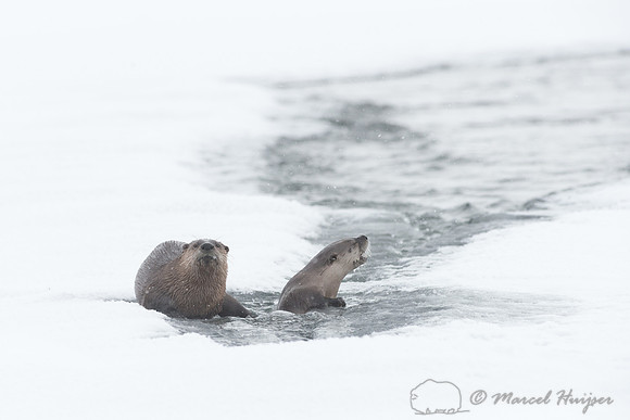 Northern river otter (Lontra canadensis), Wyoming, USA