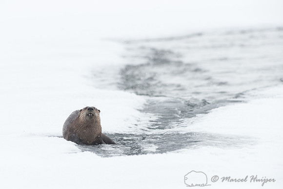 Northern river otter (Lontra canadensis), Wyoming, USA