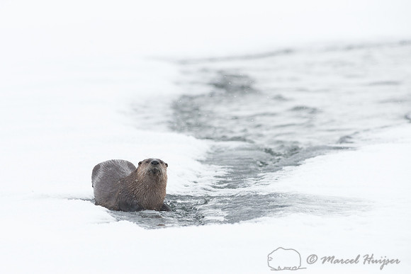 Northern river otter (Lontra canadensis), Wyoming, USA