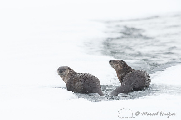Northern river otter (Lontra canadensis), Wyoming, USA